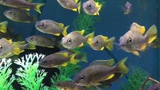 Red Fin Borleyi Cichlids [upl. by Dnilasor]