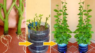 Brilliant idea How to Grow Malabar Spinach from Cuttings for Beginners [upl. by Ettenej]