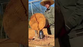 How to Ues Firewood Splitting Drill Bit 2021 [upl. by Notaes]