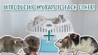 How To Introduce Rats To Each Other part 2 [upl. by Auqemahs]