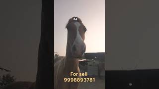 કાઠિયાવાડી રુપ  horselover horsesviral shortvideo shortsfeed shorts shortsyoutubehorse [upl. by Nedlog]