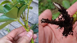 How to grow Schefflera plant from cuttings  Propagate the Schefflera plants  Umbrella Tree [upl. by Darrelle]