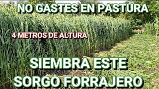 ¡¡EL FORRAJE MÁS BARATO QUE PUEDAS SEMBRAR 🌱🌾☘️ [upl. by Aihsoek609]