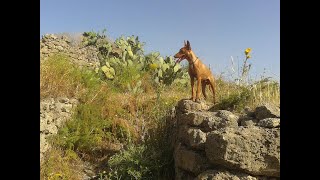 Avviare un Cirneco dellEtna alla caccia ep 0  train the dog ep 0 [upl. by Idorb255]