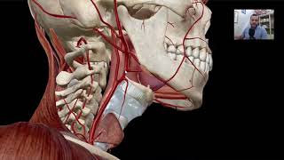 VASCULARIZAÇÃO DO PESCOÇO E CABEÇA  Anatomia do Sistema Cardiovascular [upl. by Lela]