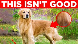 the UGLY truth about Golden Retrievers [upl. by Silohcin]