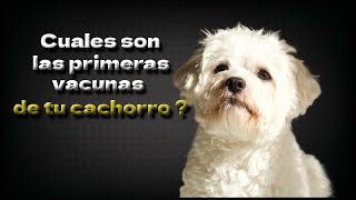 quotPrimeras Vacunas para Cachorros Todo lo que Necesitas Saberquot [upl. by Lynnelle]