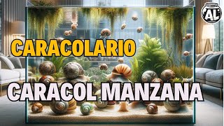 ¿CÓMO HACER UN CARACOLARIO TUTORIAL CARACOL MANZANA [upl. by Haimrej985]