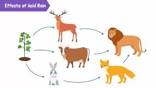 Causes of Acid Rain and Its Harmful Effects [upl. by Hplar]