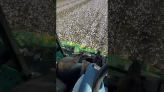 Picking cotton and peanuts in the same field in millhaven Georgia [upl. by Roban]