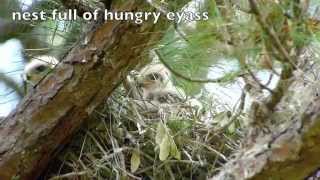 Redshouldered Hawk Nest [upl. by Rhiana]