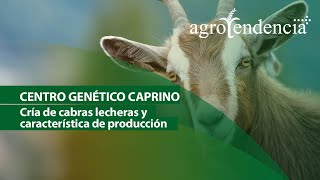 Cría de CABRAS lecheras  Centro genético caprino [upl. by Whitelaw]