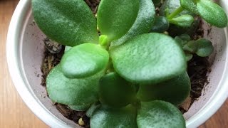 Propagating Jade Plant Without Soil [upl. by Harrell701]