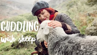 We cuddled with HERDWICK SHEEP IN THE LAKE DISTRICT  The Most BEAUTIFUL Thing Youll EVER See [upl. by Rebmik]