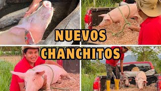 Conseguí dos chanchitos para mi finca  DANIKO [upl. by Eelyahs232]