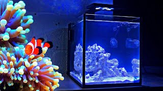 How To Set Up a Nano Reef Tank  10 Gallon Nano Reef Tank No Skimmer [upl. by Bogie]