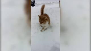 Dog Dunks Cats Head into Snow [upl. by Charteris]