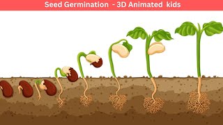 STARTING SEEDS INDOORS amp What Works EVERY Time [upl. by Nevsa169]