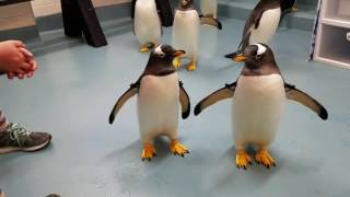 Moody Gardens Penguin Encounter [upl. by Ttelrahc]