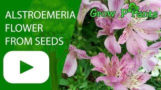 Alstroemeria flower from seeds [upl. by Aserehs]