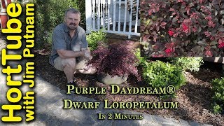 All About Purple Daydream® Dwarf Loropetalum In 2 Minutes [upl. by Noraha232]