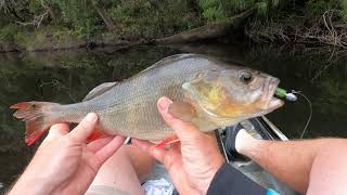 REDFIN PERCH on the WARREN RIVER [upl. by Pellet]