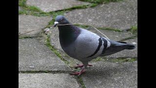 How Pigeons Building their Nest [upl. by Matheny]