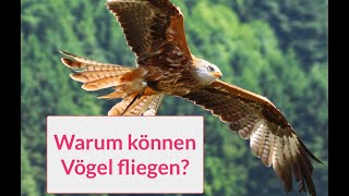 Vögel können fliegen [upl. by Meisel]