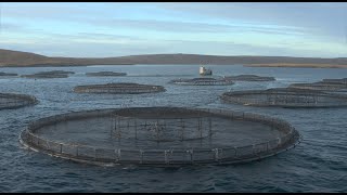 Salmon Suffering In Scottish Fish Farms [upl. by Eimilb]