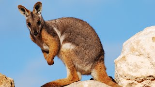 Smugkig på ZOOs nye australske anlæg Marys Australske Have [upl. by Urbannai162]