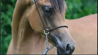 Farouk as a yearling amp now at six years old He holds his tail to the left is there something wrong [upl. by Anailil]