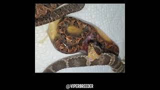 Mexican Lance headed pit viper birth Bothrops asper [upl. by Aivatnwahs425]