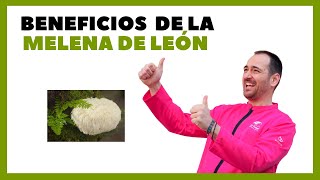 Conoce los BENEFICIOS ✅ de la MELENA DE LEÓN 🦁  Heraldo TV [upl. by Ahsein]