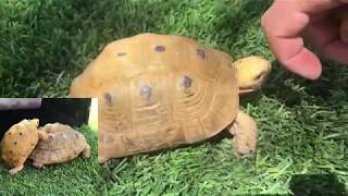 Unboxing Greek Tortoises “Golden Greek Variety “ Testudo graeca [upl. by Aenej625]