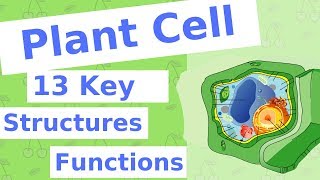 The Plant Cell  13 Key Structures [upl. by Oiluarb]