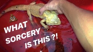 Giving my BEARDED DRAGON lizard a PURPLE POOP BATH [upl. by Thorlay]