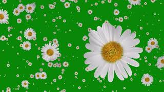 Flowers Falling Animation Green Screen Free Effects [upl. by Kakalina364]