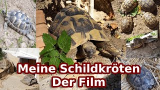 Schildkröten Doku 🐢 Originalton amp ungeschnitten 🐢 Schildkröten Haltung im Garten [upl. by Tterab]