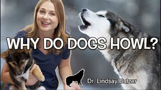 WHY DO DOGS HOWL  Veterinarian Explains [upl. by Kus]