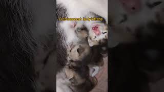 New born kittenskittenslovers youtubeshorts viralshort [upl. by Maice]