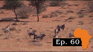 Kalahari Oryx – Hunting Oryx and Springbuck in red dunes Ep 60 [upl. by Honey]