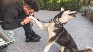 I would die laughing for this Husky Dog🤣 Funniest dog video [upl. by Innavoig]