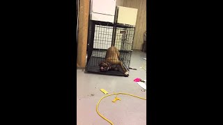 Genius Dog Escapes Cage  ViralHog [upl. by Esikram]