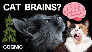 Everything You Need to Know About Cat Brains [upl. by Wons]