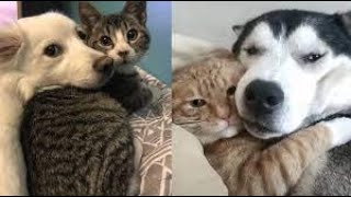 Funniest Cats And Dogs Videos 😁  Best Funny Animal Videos 2024 🥰5 [upl. by Hinckley]