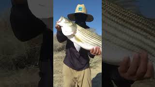 15lb Central Valley Aqueduct Striper aqueduct california [upl. by Squires]