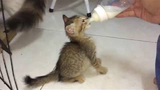 abondoned kittens bottle feeding [upl. by Darrelle]