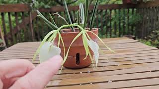 Brassavola nodosa  an orchid in bloom  September 2024 [upl. by Akcinat]