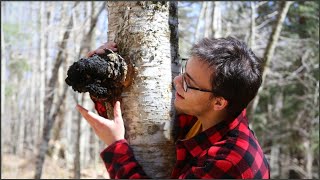 How to Harvest Chaga Correctly Featuring Birch Polypore [upl. by Acyre]