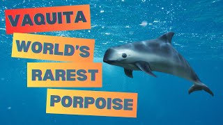 Vaquita Worlds Rarest Porpoise [upl. by Som]